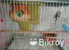 বাজিগর পাখি বিক্রি হবে